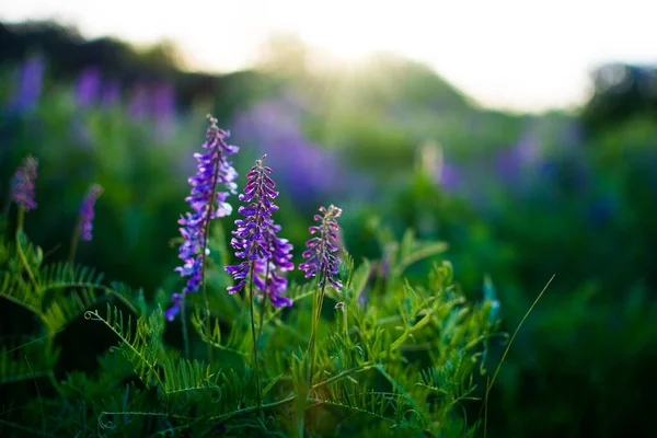 Blauwe Wilde Bloemen Een Groene Weide Warme Voorjaarsavond Met Een — Stockfoto