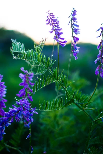 Blå Vildblommor Grön Äng Varm Vårkväll Med Ljus Äng Solnedgången — Stockfoto