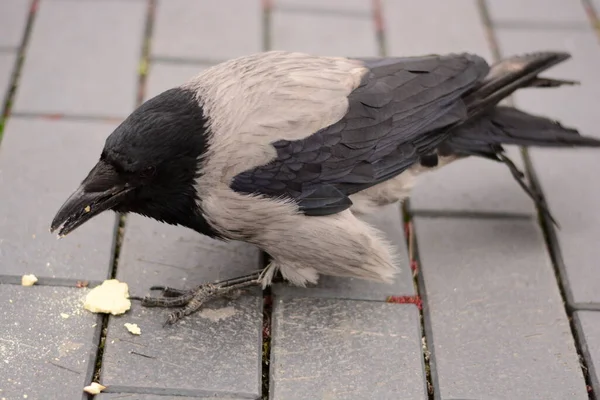 Crow Eats Bread Crumbs Sidewalk City Feeding Birds — Stock Photo, Image