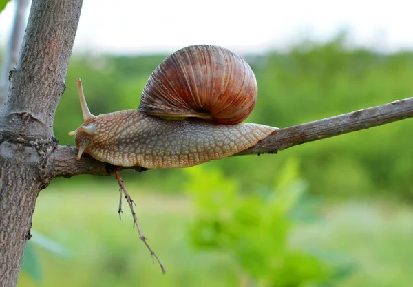 Großaufnahme Einer Schnecke Die Auf Einem Blühenden Ast Garten Sitzt — Stockfoto