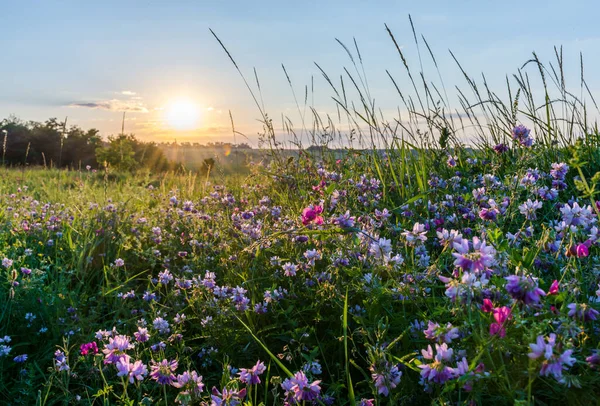 Beautiful wildflowers on a green meadow. Warm summer evening