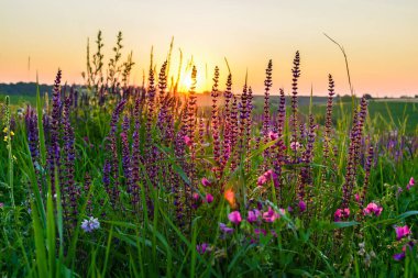 Yeşil çayırdaki güzel kır çiçekleri. Gün batımında parlak bir çayır ile ılık bir yaz akşamı. Altın batan güneşin ışığında çim silueti. Güneş ışınları ile güzel doğa manzarası.