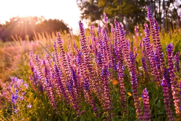 Salie Prachtige Wilde Bloemen Een Groene Weide Warme Zomeravond Met — Stockfoto