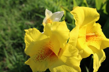 Sarı çiçek, tam çiçek.