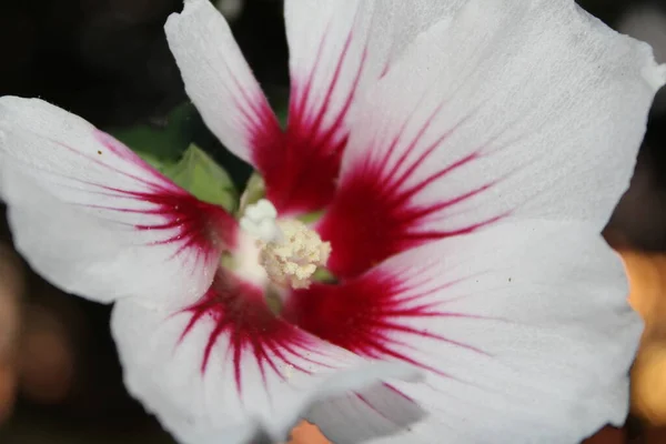 Akşamüstü Güneşinde Beyaz Pembe Hibiscus — Stok fotoğraf