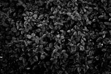 Koyu renklerde Çilek çalı, şık derin siyah çiçek arka plan