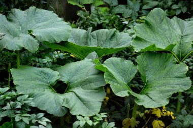 Kocaman yeşil yaprakları olan yeşil kabak çalısı. Yeşil zengin bir geçmişi, doğal taze bir geçmişi var. Yuvarlak büyük yapraklar.