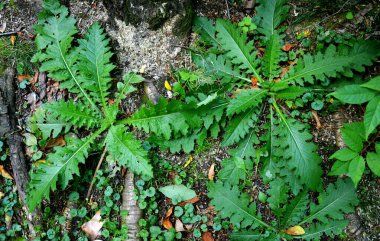 Uzun desenli sulu çimen yaprakları, üst görüş, merkezkaç yaprakları, simetri, yakın çekim