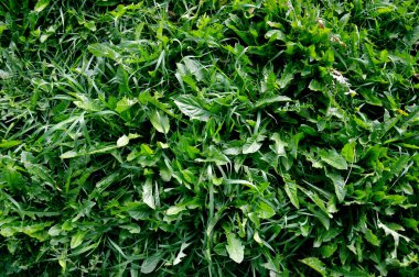 Yakın plan bitkiler, şifalı bitkiler, aşınmalara iyi gelir. Bitki örtüsünden yeşil arkaplan.