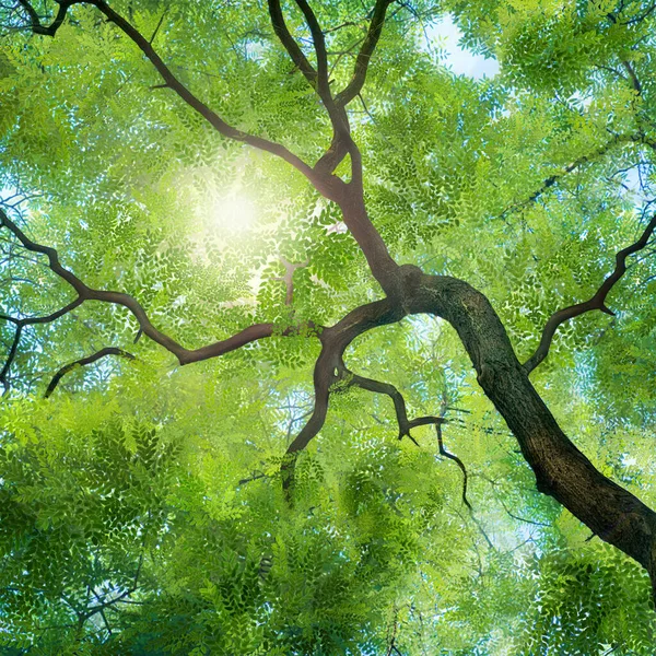 Tree Lush Green Crown Sunny Day Bottom View Super Clear — Stock Photo, Image