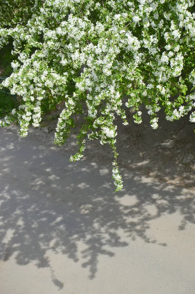 Cerezo Flor Con Ramas Bajas Hermosa Sombra Encaje Asfalto — Foto de Stock