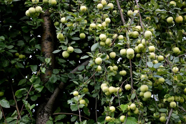 Κλάδος Πράσινα Ώριμα Μήλα Φρέσκο Φόντο Μήλο Καλλιέργεια Μήλων Close — Φωτογραφία Αρχείου