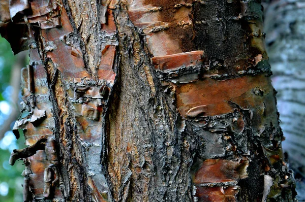 Boynuz Kirişi Kabuğu Woody Dokusu Kahverengi Kabuklu Ağaç Kabuğu — Stok fotoğraf