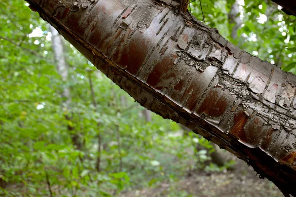 Old Hornbeam Bark Woody Texture Brown Layered Rough Texture Tree — Stock Photo, Image