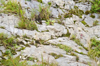 Çimlerle kaplı taşlı bir arazi. Taşın doğal dokusu. Hafif düzensiz taş dokusu.