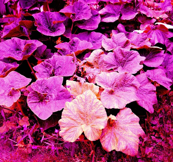 Arbusto Calabaza Violeta Con Enormes Hojas Violetas Cerca Fondo Violeta — Foto de Stock