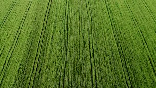 Vista Del Aire Campo Grano — Vídeos de Stock