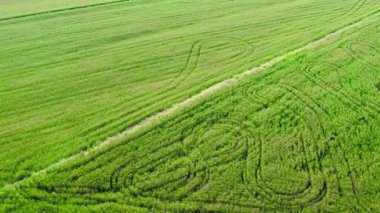 Vista aerea di un campo di grano