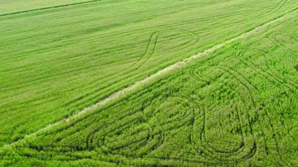 Vista Del Aire Campo Grano — Vídeos de Stock