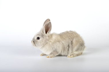 Küçük ve tatlı Paskalya tavşanı