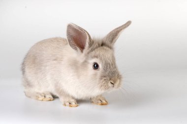 Küçük ve tatlı Paskalya tavşanı