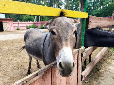Gri bir eşek çiftlikteki bir çitin üzerinden ilginç bir şekilde akranlık gösteriyor..
