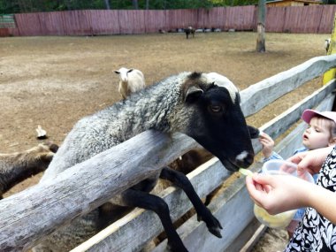 Çocuklar kırsal bir çiftlikte koyun beslemekten hoşlanırlar..