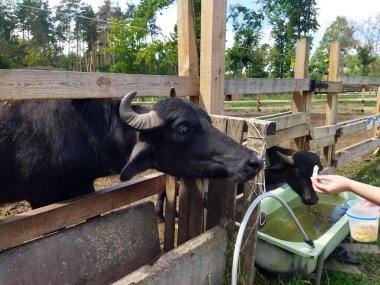 Ziyaretçiler yerel bir çiftlikte buffaloları besliyor.