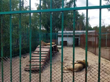 İki aslan çitlerle çevrili güvenli ortamlarında rahatlar..