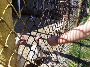 A child interacts with ducks through a fence at a farm.