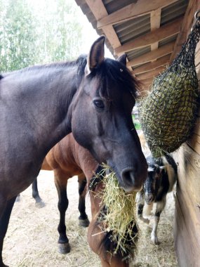 Horses are enjoying hay in a rustic barn setting.