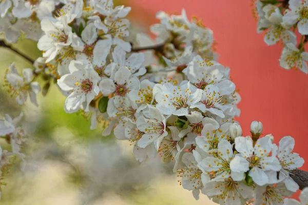 White Small Flowers Thin Branch Tree — Stock Photo, Image