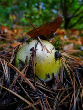 yeşil zehirli mantar mantarı kuru iğne içinde