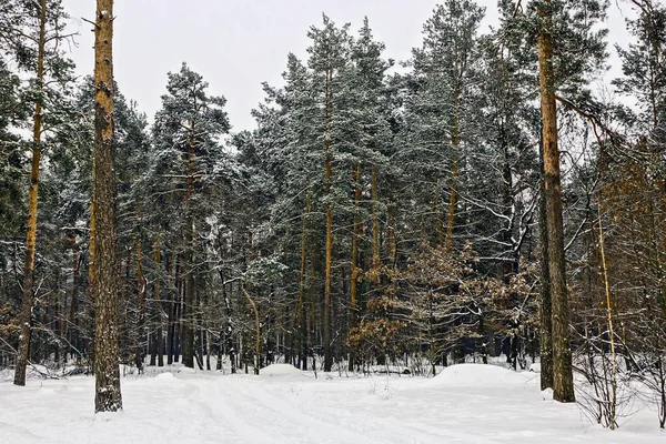 Grüne Kiefern Schnee Winterwald — Stockfoto