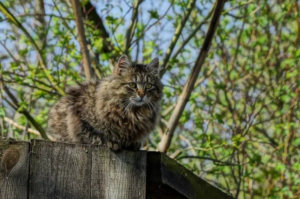 Серый Пушистый Кот Сидит Деревянном Заборе — стоковое фото
