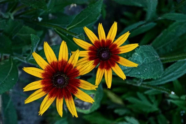 Två Gula Röda Blomknoppar Bland Gröna Blad — Stockfoto