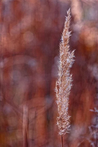 田野里一根干灰草叶的茎 — 图库照片