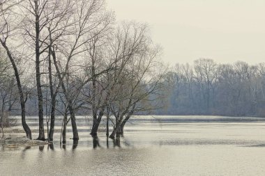 Göl su Park gri ağaçlarda