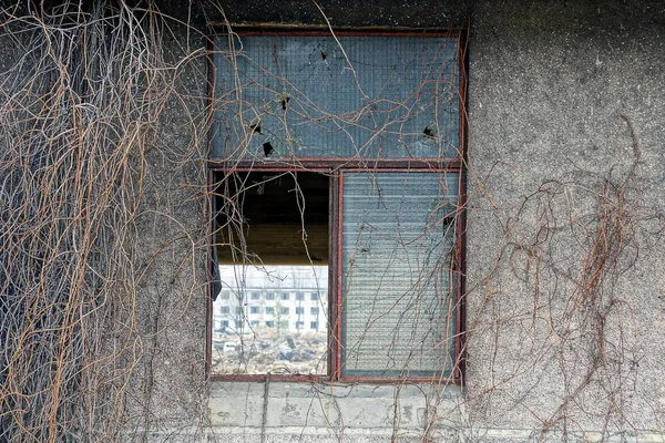 一扇破旧的窗户 灰色的墙上长满了植物的干树枝 — 图库照片