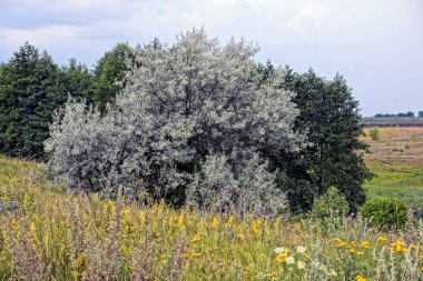 Bir çayır çim ve çiçek gökyüzü üzerinde yaprak döken ağaçlar