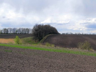 Ağaçta bir çayır sazlık ile sürülmüş bir tarlada