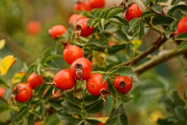 Red Berry Dogrose Branch Green Leaves — Stock Photo, Image