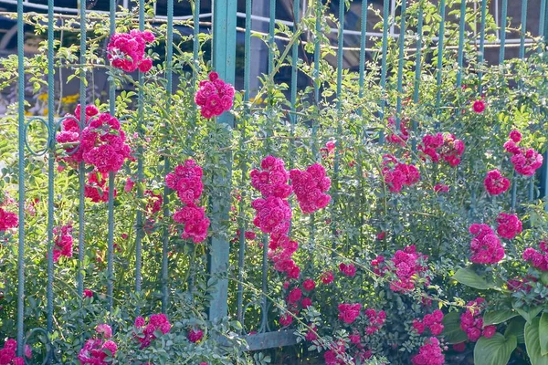 Arbusto Verde Com Rosas Vermelhas Uma Cerca Ferro — Fotografia de Stock