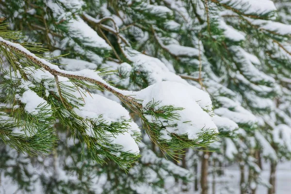 Pin Coniférien Vert Branche Sous Neige Dans Forêt — Photo
