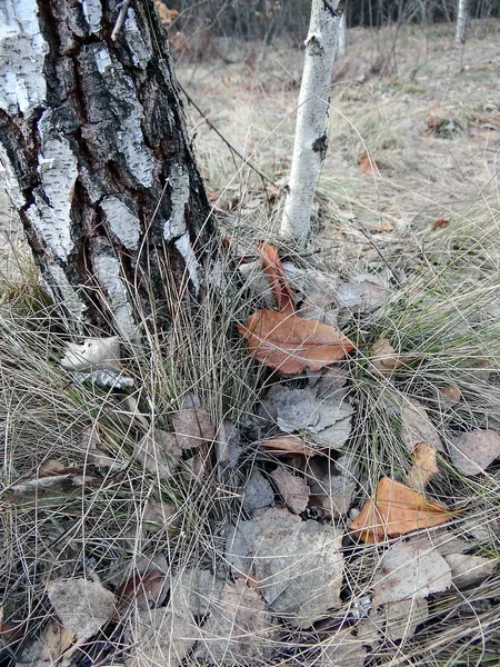 Část Březového Dřeva Suché Trávy Listí — Stock fotografie