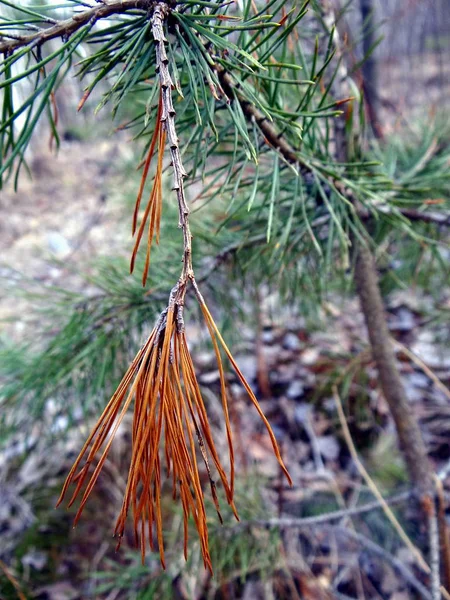 Trockener Kiefernzweig Auf Einem Baum — Stockfoto