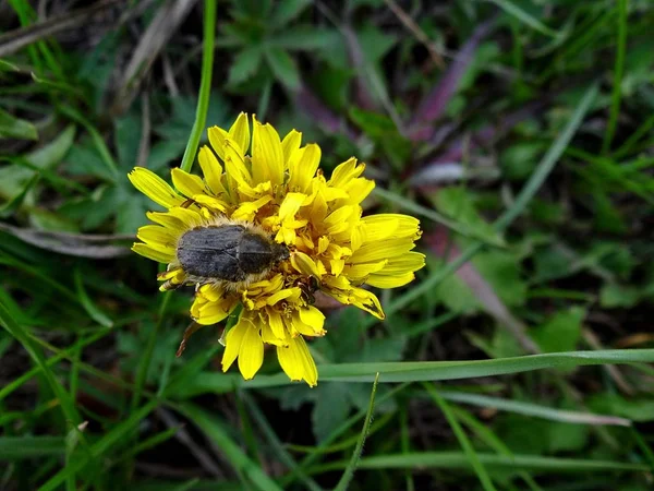 黄色蒲公英花上的黑处女甲虫 — 图库照片