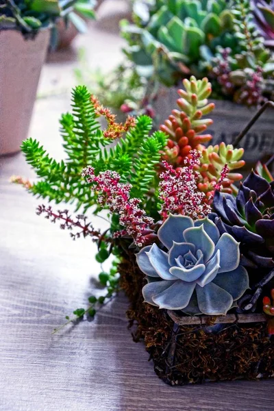 鍋およびバスケットの花そして植物 — ストック写真