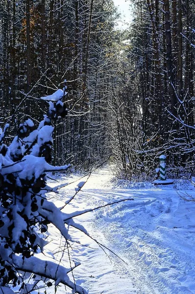 Bäume Und Sträucher Winterwald Entlang Des Waldweges — Stockfoto