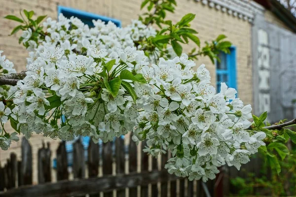 Witte Kleine Bloemen Een Tak Van Een Boom — Stockfoto